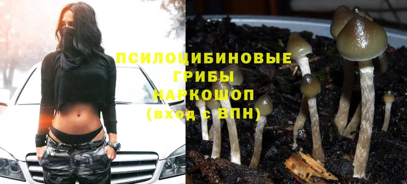 Псилоцибиновые грибы Psilocybine cubensis  где найти   Североморск 